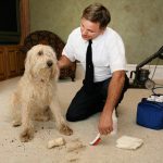 Thorough Carpet Cleaning and Maintenance Is a Necessary Task in Chino